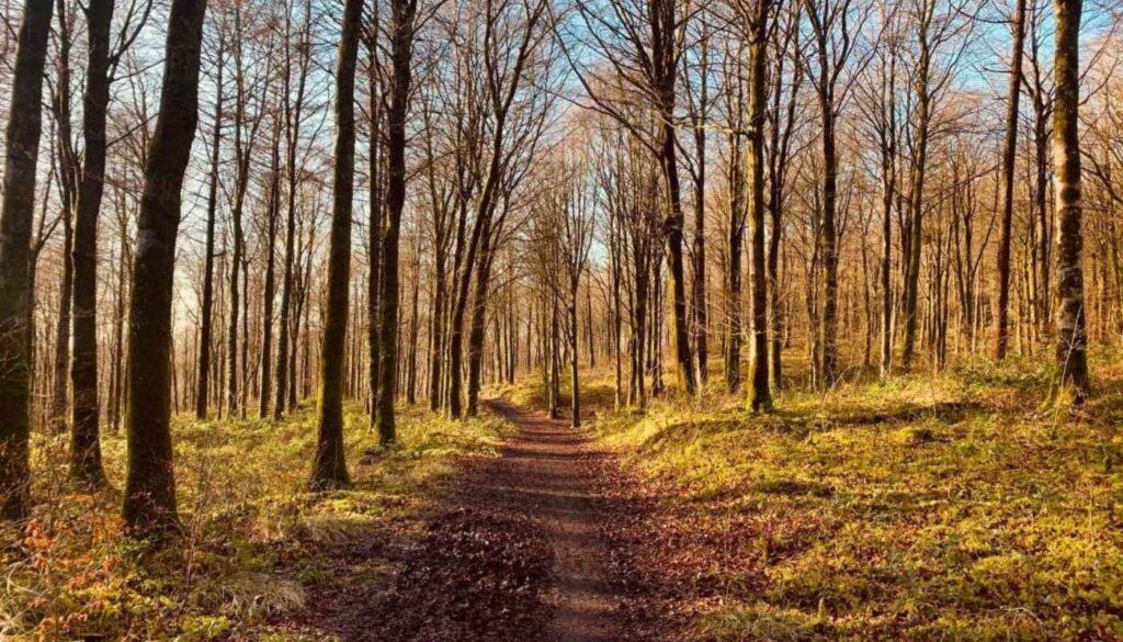 Mullaghmeen Forest Europe's largest planted beech forest offers peaceful walking trails, towering trees and beautiful viewpoints across the Irish Midlands.